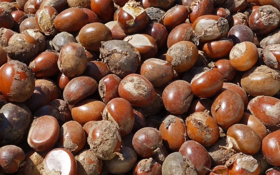 Tinubu Approves Extension of Ban on Raw Shea Nut Export
